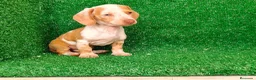 Teckel Miniatura perros en venta: Teckel miniatura  - Anuncio 7
