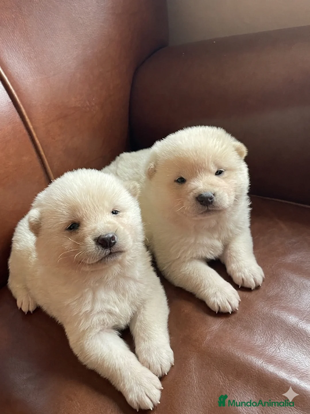 Shiba Inu perros en venta: Un pequeño zorro en casa. en Salamanca - Anuncio 1