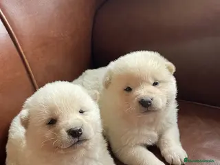 Shiba Inu perros Un pequeño zorro en casa. - Anuncio 1