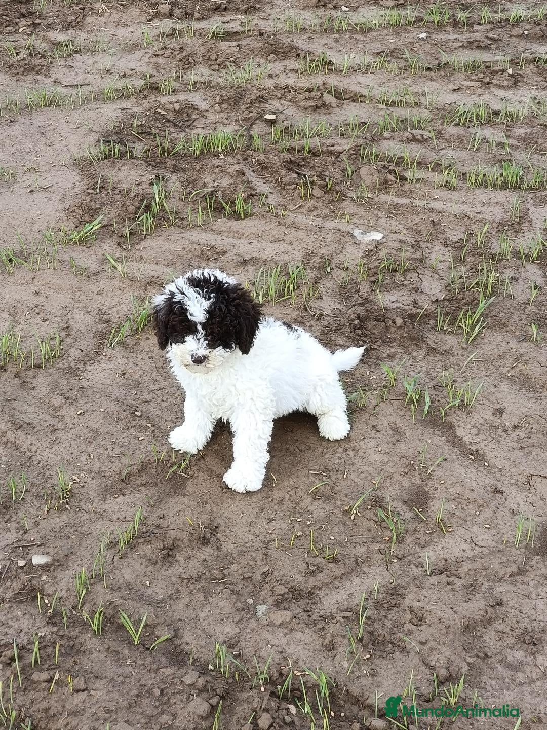 Perro de Agua Español perros en venta: Perro de Agua - Anuncio 2