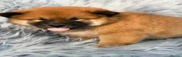 Shiba Inu perros en venta: Shiba Inu macho - Anuncio 2