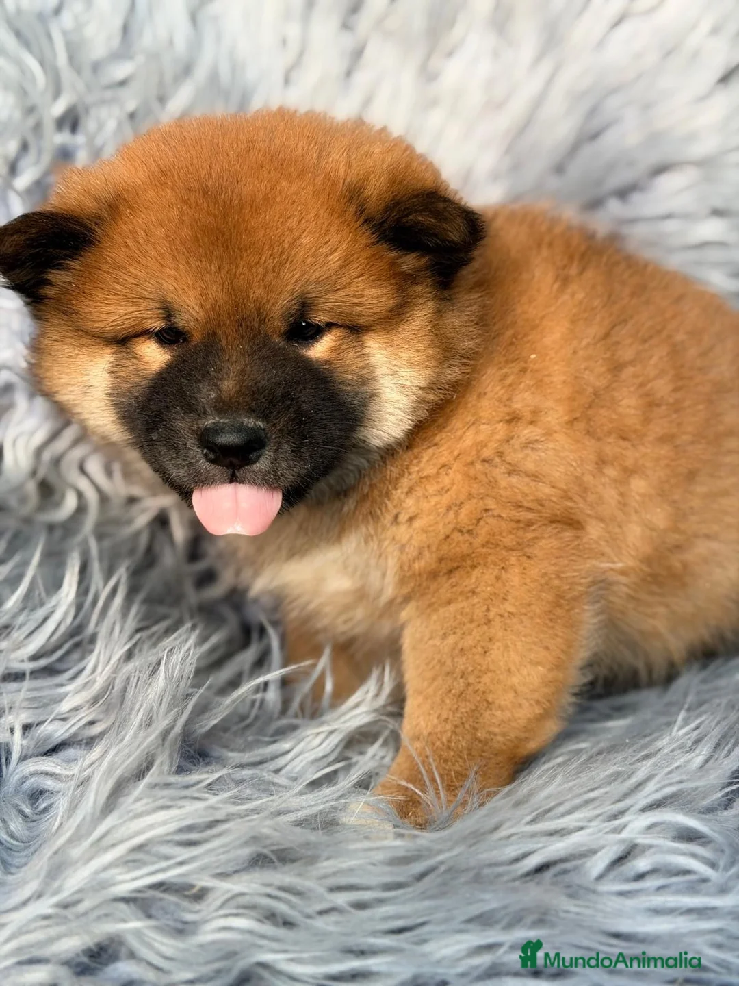Shiba Inu perros en venta: Shiba Inu macho - Anuncio 2