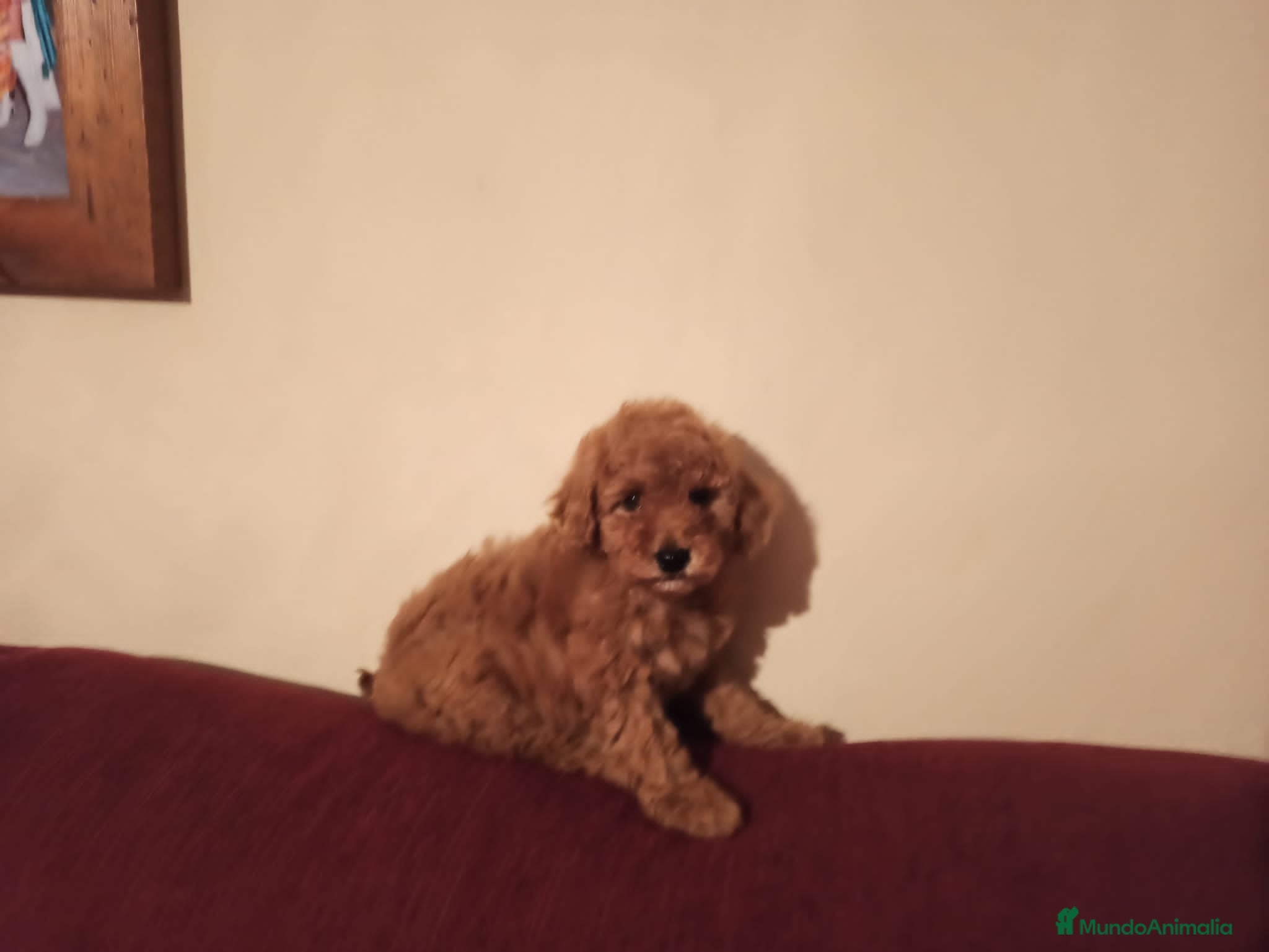 Caniche Toy perros Cachorro caniche - Anuncio 1