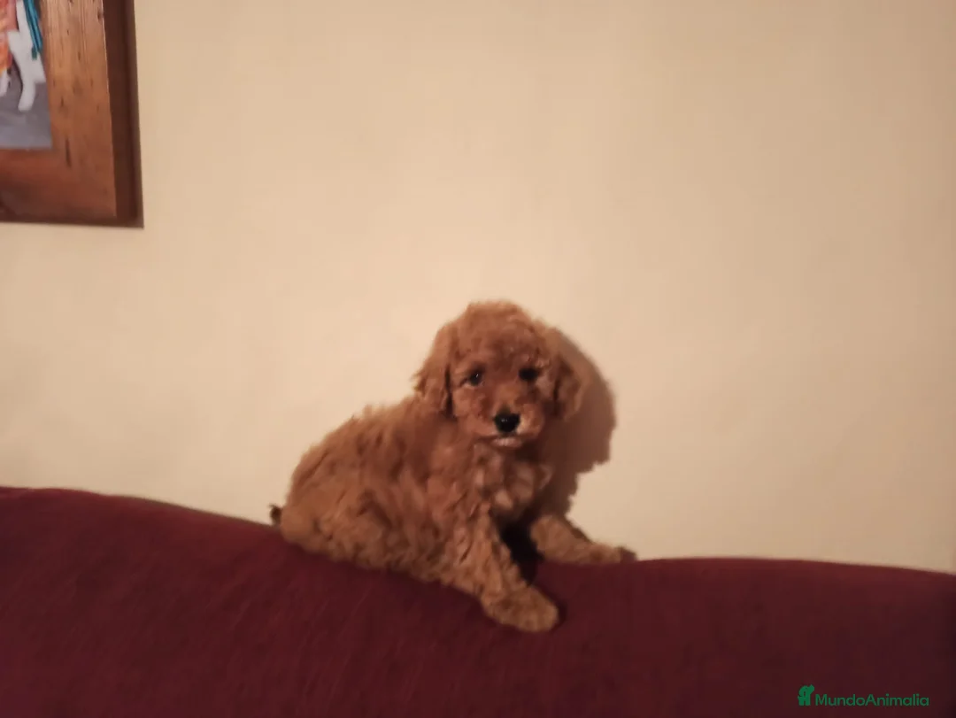 Caniche Toy perros en venta: Cachorro caniche - Anuncio 1