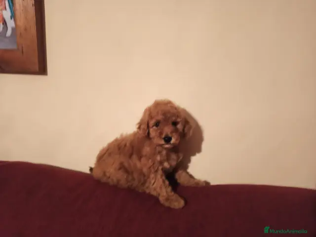 Caniche Toy perros Cachorro caniche - Anuncio 38