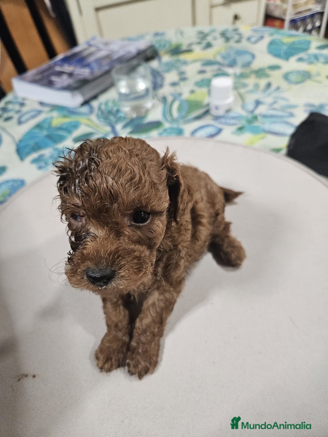 Caniche Toy perros en venta: Cachorrita de Caniche toy roja - Anuncio 2