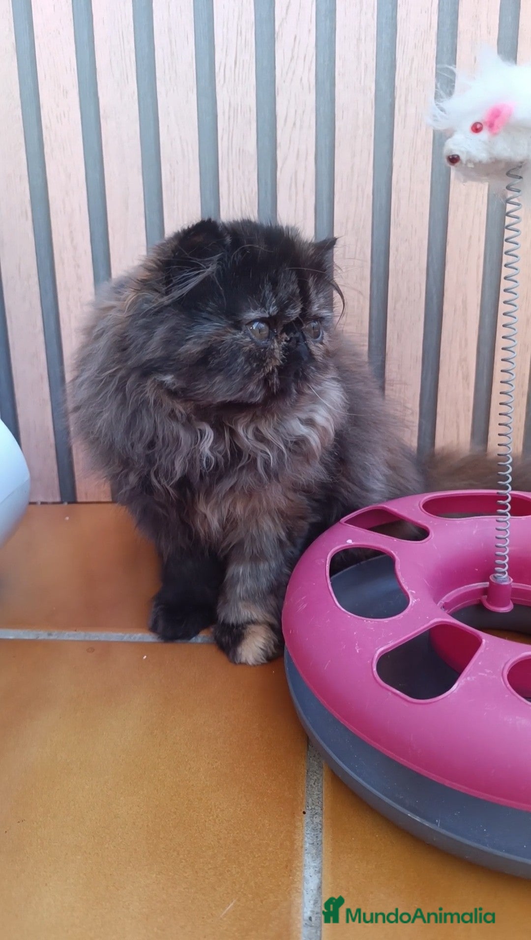 Persa gatos en venta: Persa Tortuga negra - Anuncio 8