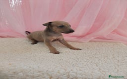 Pequeño Lebrel Italiano perros en venta: Pequeño lebrel Italiano Galgo italiano Piccolo  - Imagen 5