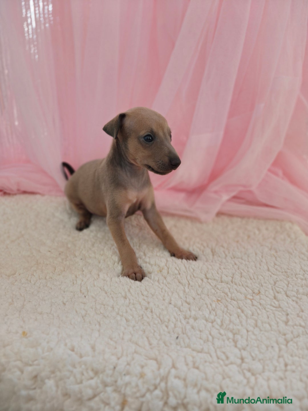Pequeño Lebrel Italiano perros en venta: Pequeño lebrel Italiano Galgo italiano Piccolo  - Imagen 5