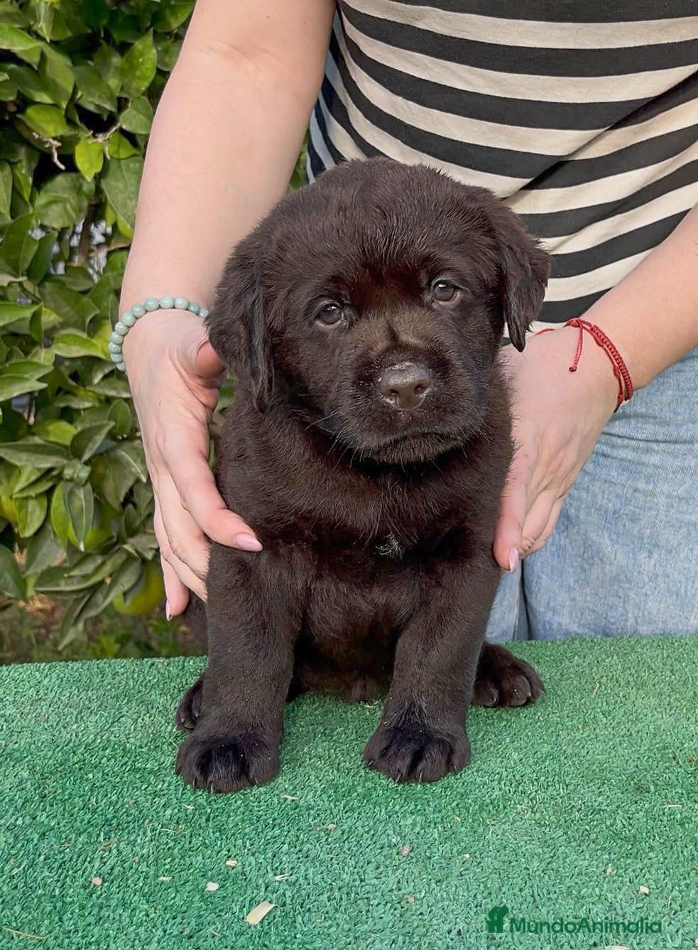 Labrador Retriever perros LABRADOR CHOCOLATE DISPONIBLE - Anuncio 2