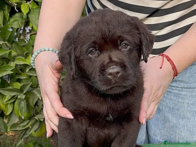 Labrador Retriever perros en venta: LABRADOR CHOCOLATE DISPONIBLE - Anuncio 2
