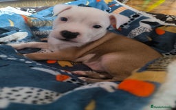 American Staffordshire-Terrier perros en venta: Último macho de American Stanford  - Imagen 2