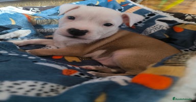 American Staffordshire-Terrier perros - Anuncio 14