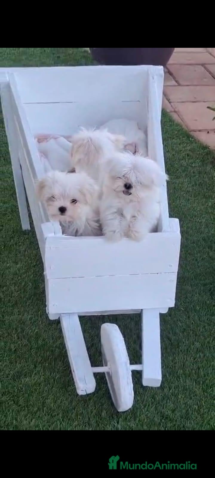 Bichón Maltés perros ‼️Hembras de Bichón Maltés 100% línea coreana - Anuncio 1