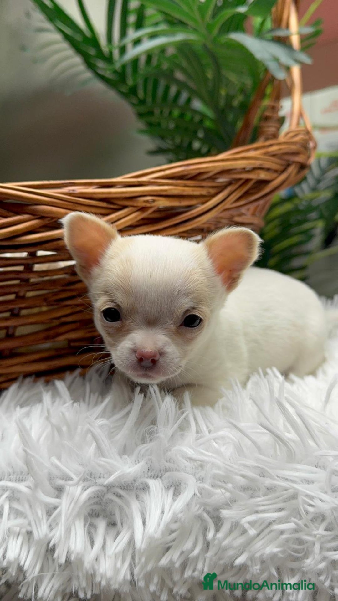 Chihuahua perros en venta: CHIHUAHUA HEMBRA - Anuncio 12