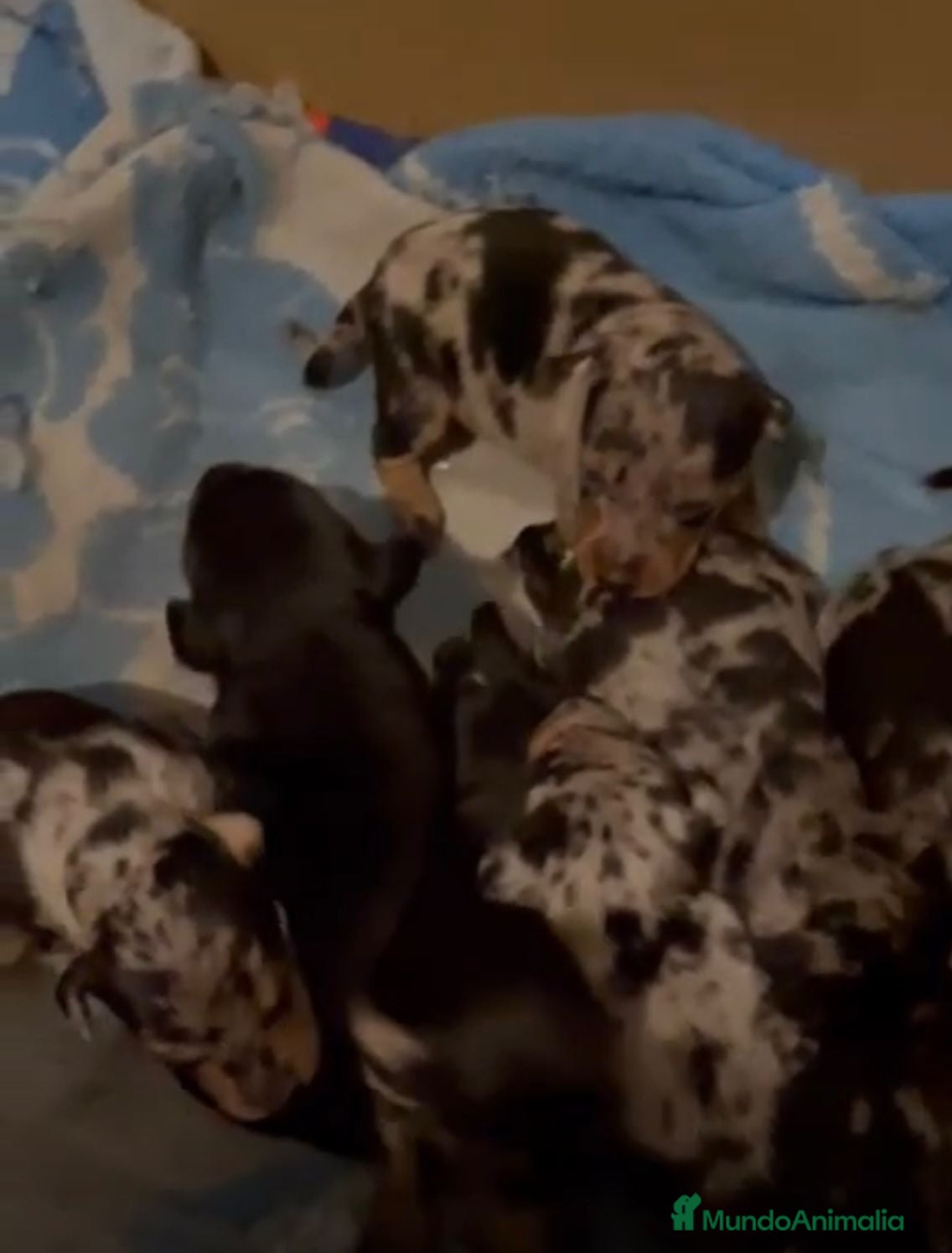 Pinscher Miniatura perros Pinscher miniatura  - Anuncio 1