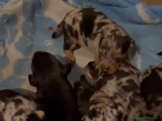 Pinscher Miniatura perros Pinscher miniatura - Anuncio 1