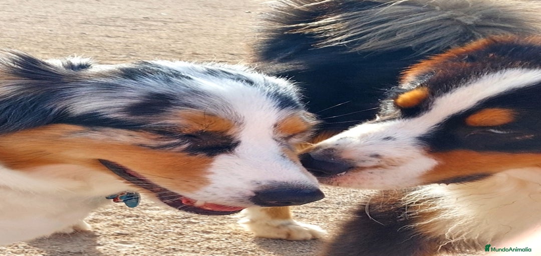 Imagen de galería {{count}}