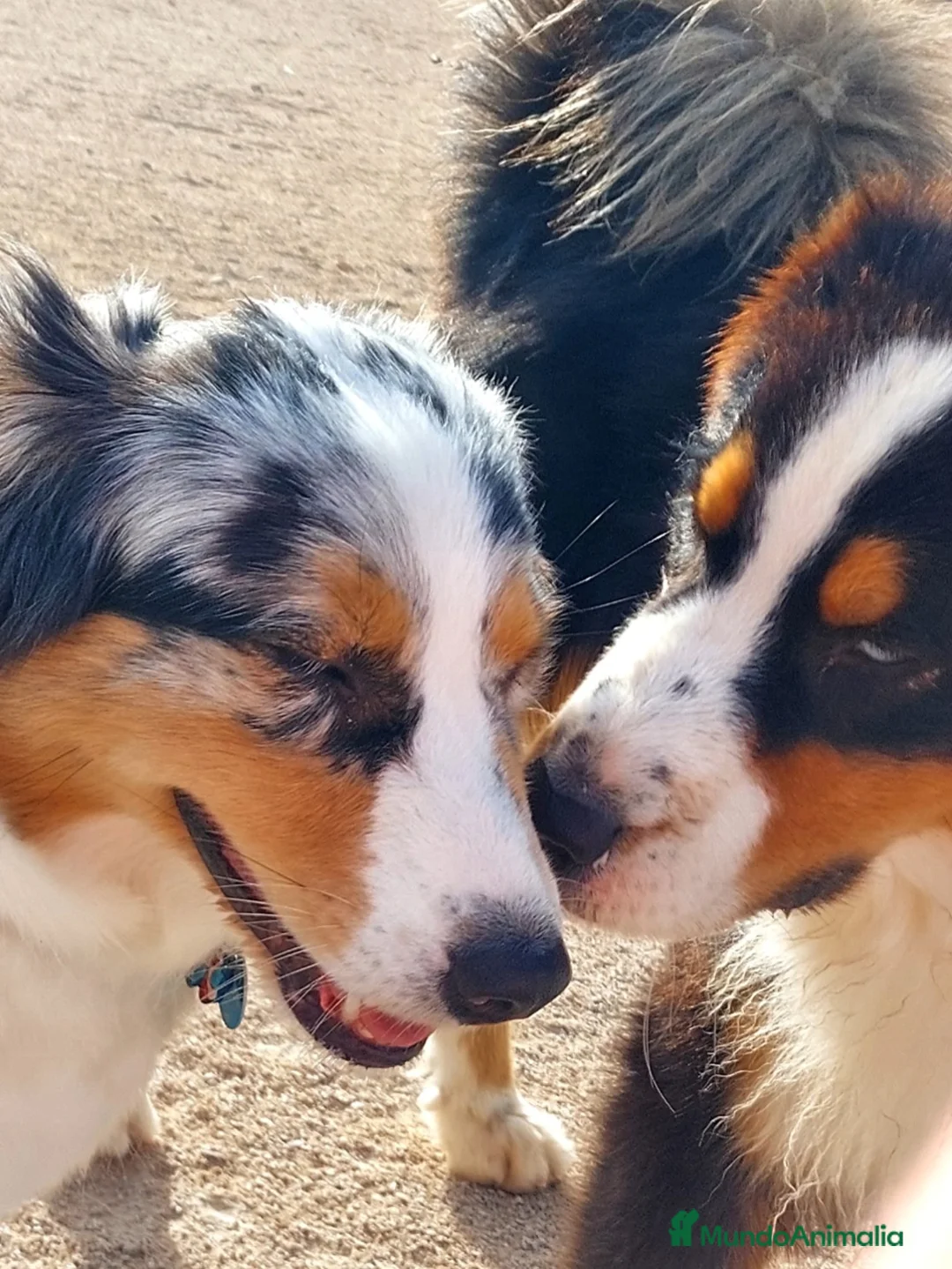 Imagen de galería {{count}}