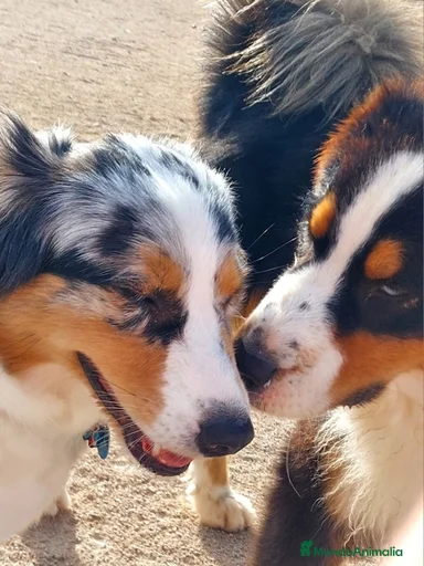 Imagen de galería {{count}}