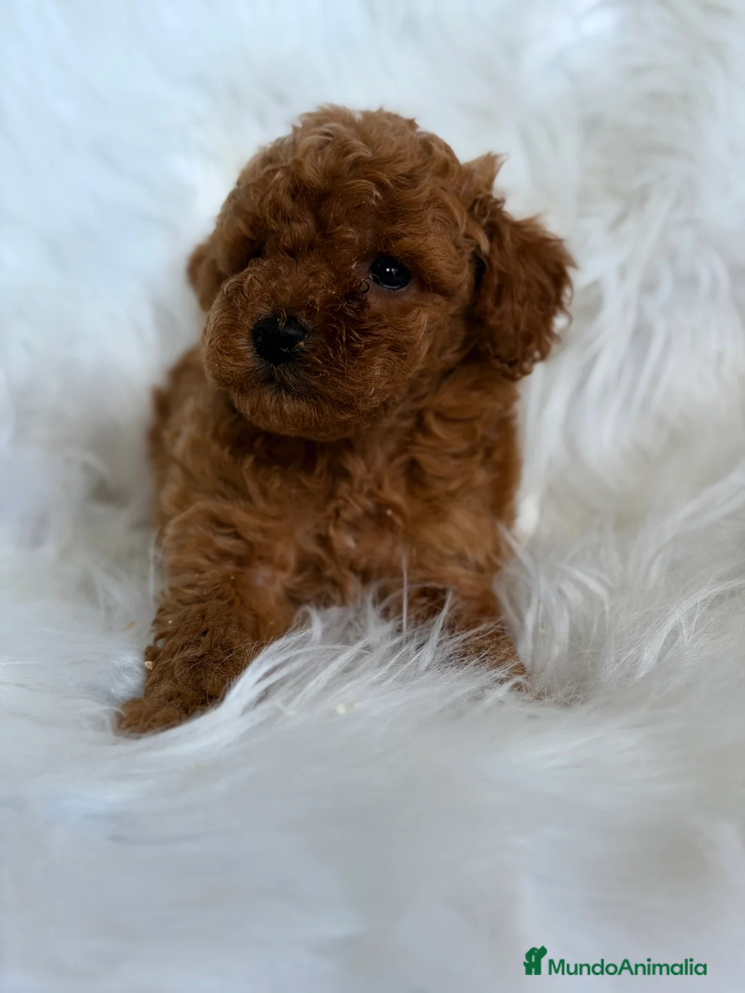 Caniche Toy perros en venta: Caniche Toy macho  - Anuncio 5