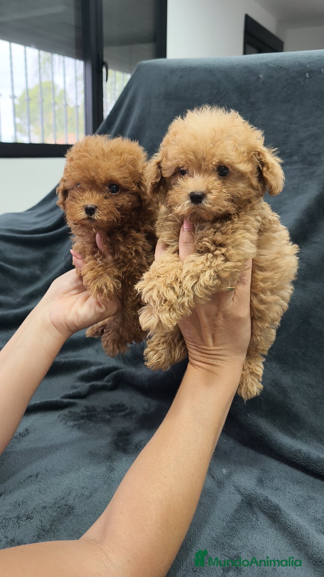 Caniche Toy perros en venta: Caniche Toy  - Imagen 1
