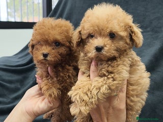 Caniche Toy perros - Anuncio 16