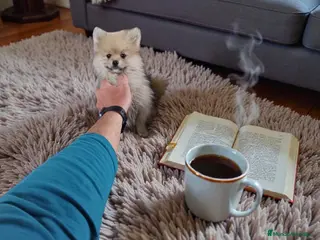 Pomerania perros Cachorro de pomerania - Anuncio 33