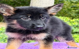 Pastor Alemán perros en venta: Pastor alemán hembra  - Imagen 1