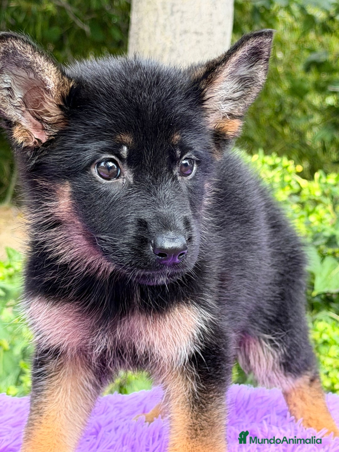 Pastor Alemán perros en venta: Pastor alemán hembra  - Imagen 1