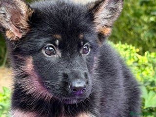 Pastor Alemán perros - Anuncio 1