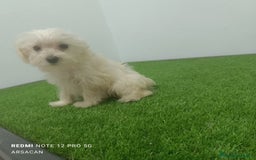 Raza Mixta perros en venta: Caniche mix schnauzer  - Imagen 5