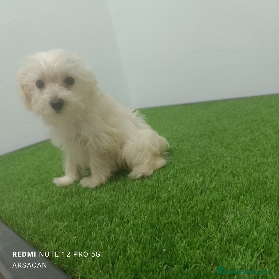 Raza Mixta perros en venta: Caniche mix schnauzer  - Imagen 5