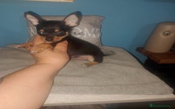 Chihuahua perros en venta: Chihuahua macho enano  - Imagen 3