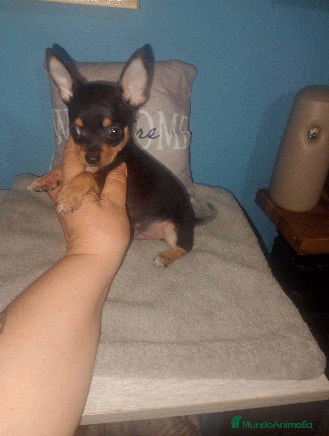 Chihuahua perros en venta: Chihuahua macho enano  - Imagen 3