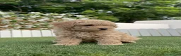 Caniche Enano perros en venta: CANICHE ENANO - Anuncio 15