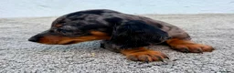 Teckel Miniatura perros en venta: Teckel kaninchen Arlequín  - Anuncio 3