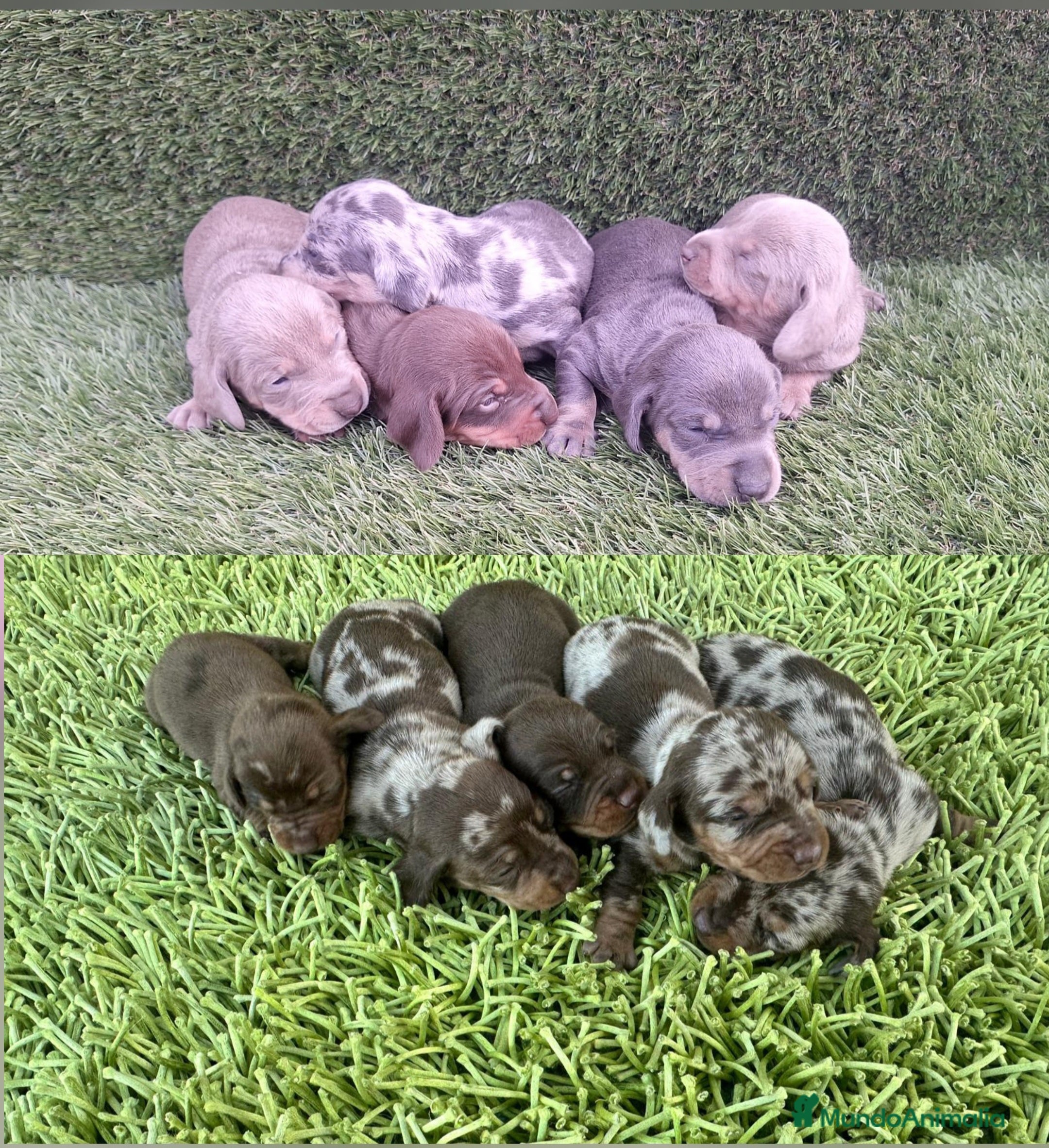 Teckel Miniatura perros Teckel Minis  - Anuncio 33