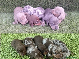 Teckel Miniatura perros Teckel Minis Navidad - Anuncio 19