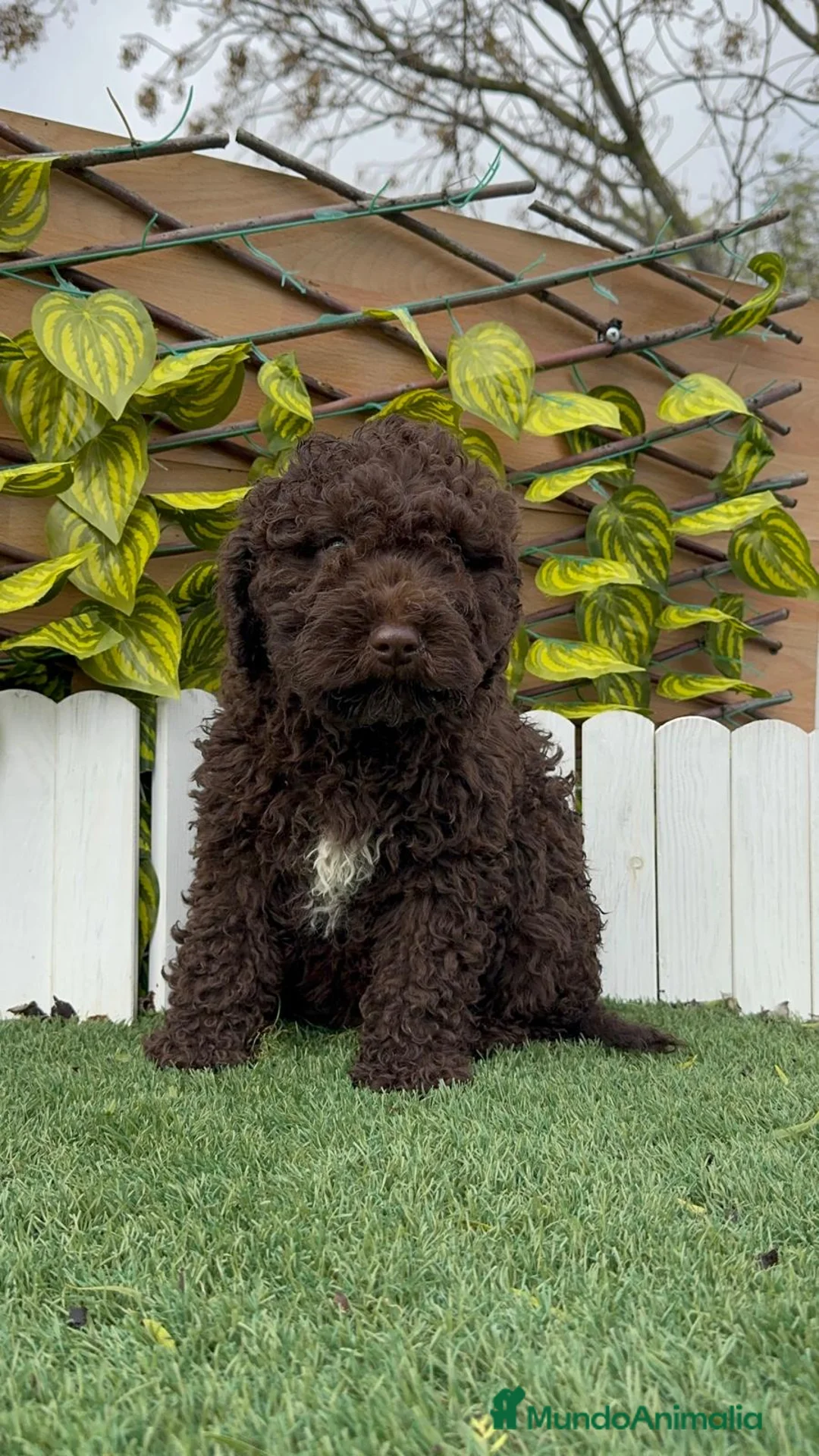 Perro de Agua Español perros en venta: PERRO DE AGUA HEMBRAS - Anuncio 5