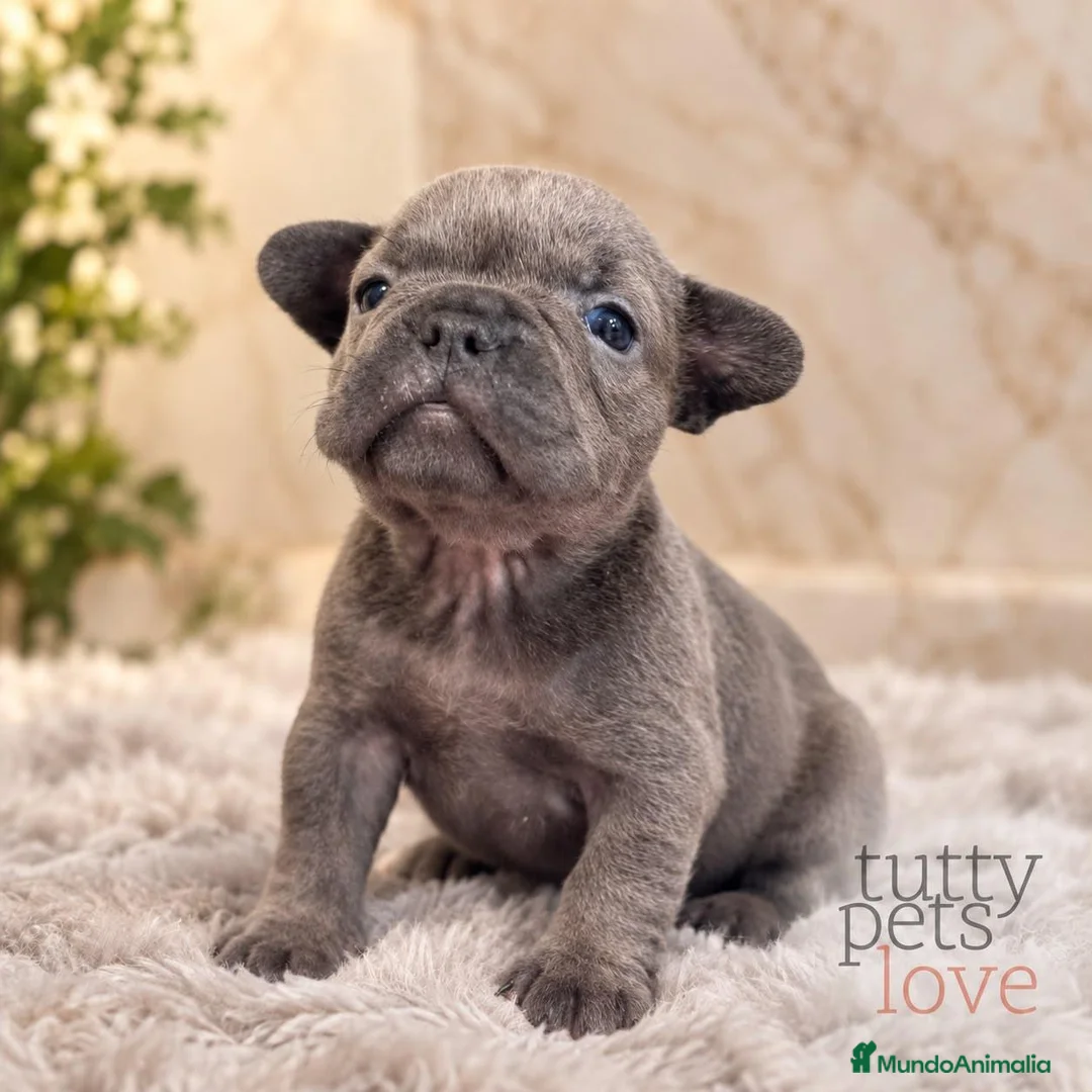Bulldog Francés perros en venta: BULLDOG FRANCÉS - ✅ CAMADA RESERVAR - Anuncio 3