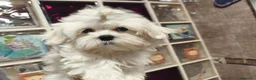 Bichón Maltés perros en venta: Bichon maltes - Anuncio 3