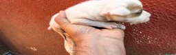 Jack Russell Terrier perros en venta: Jack Russell  en Sevilla - Anuncio 3