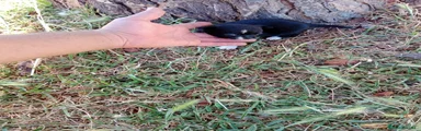 Chihuahua 3