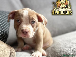 American Bully perros en Cantabria - Anuncio 10