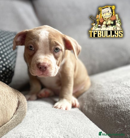 American Bully perros en Cantabria - Anuncio 11