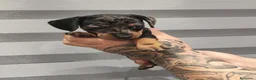 Teckel perros en venta: 🌟ÚLTIMA PAREJA DE TEKEL y Negros fuego🌟 - Anuncio 8