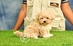 Maltipoo perros en venta: Cachorros de maltipoo disponibles.  - Imagen 8