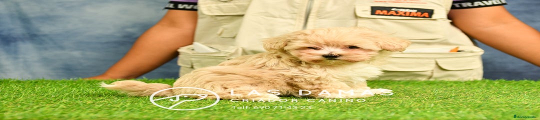 Maltipoo hembra 1
