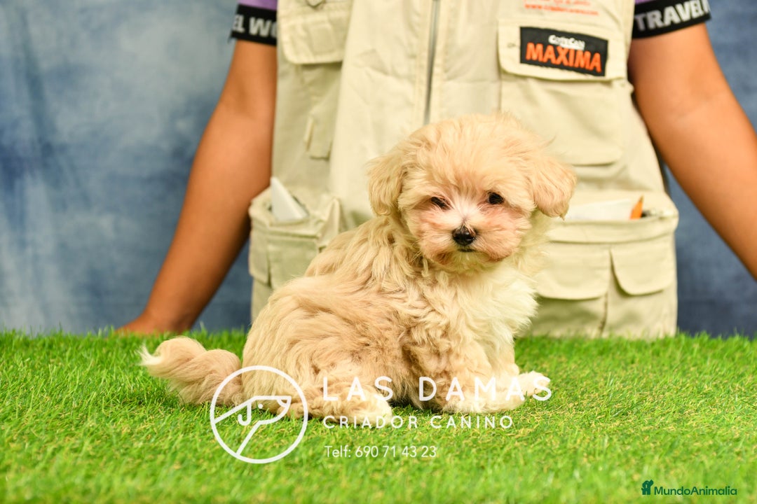 Maltipoo perros en venta: Cachorros de maltipoo disponibles.  - Imagen 8